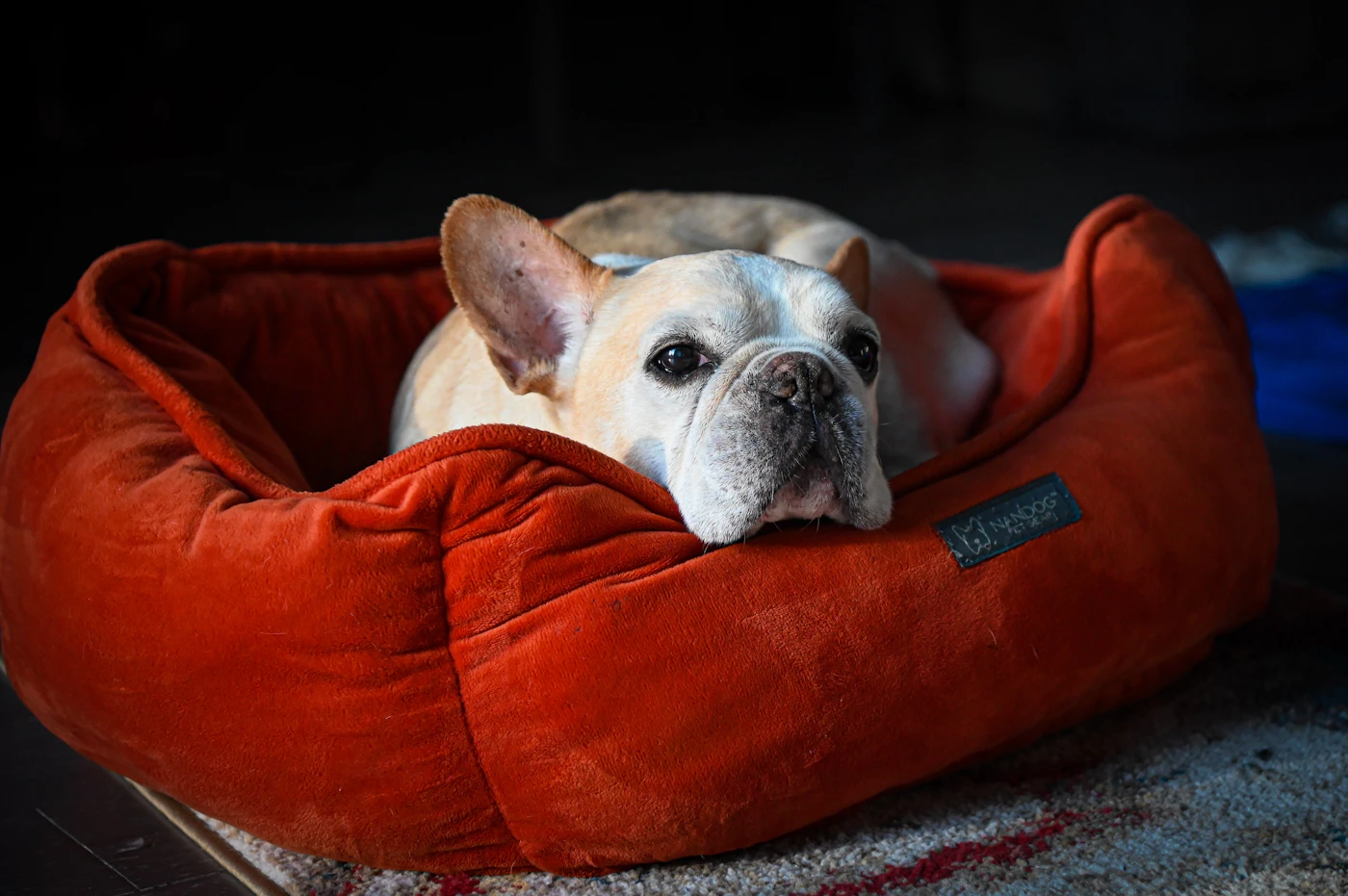 Editorial image for A Realistic Routine For Building A Calmer Bedtime Routine For Pets That Is Easy To Maintain