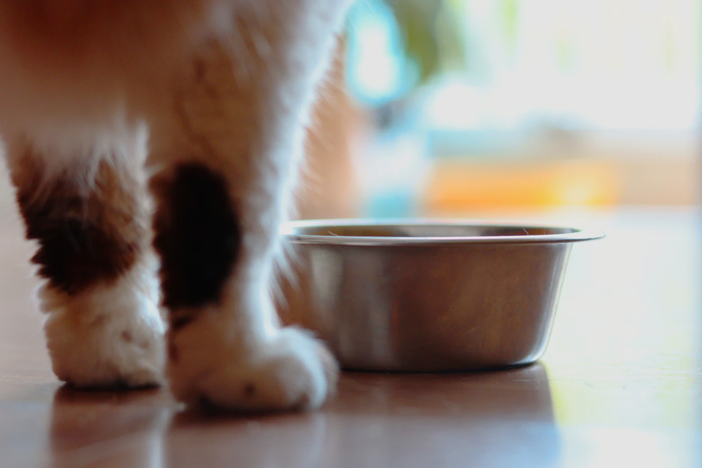 Editorial image for How To Handle Keeping Water Bowls Clean And Convenient When Space Is Limited