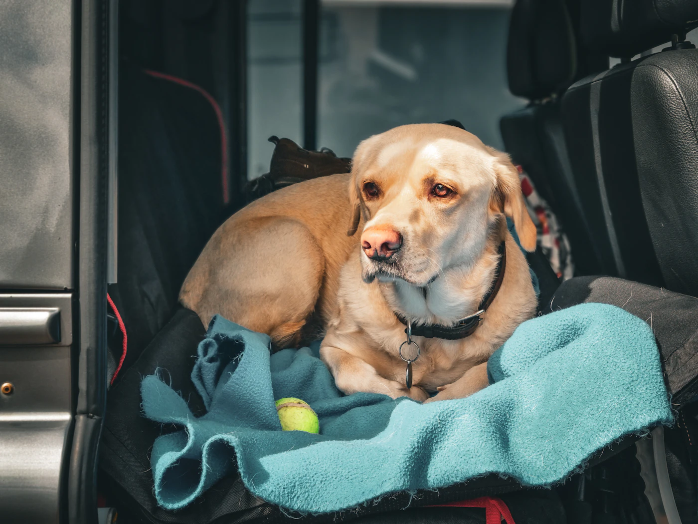 Editorial image for Common Mistakes People Make With Traveling With Everyday Pet Supplies And What To Do Instead