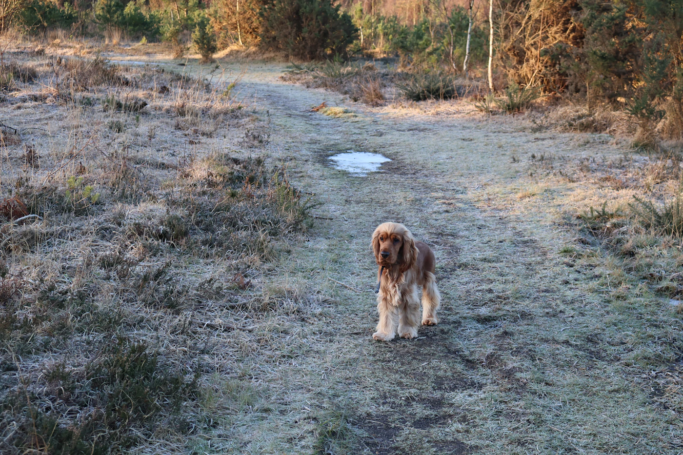 Editorial image for The Everyday Checklist That Takes The Guesswork Out Of Preparing A Dog For Seasonal Weather Changes