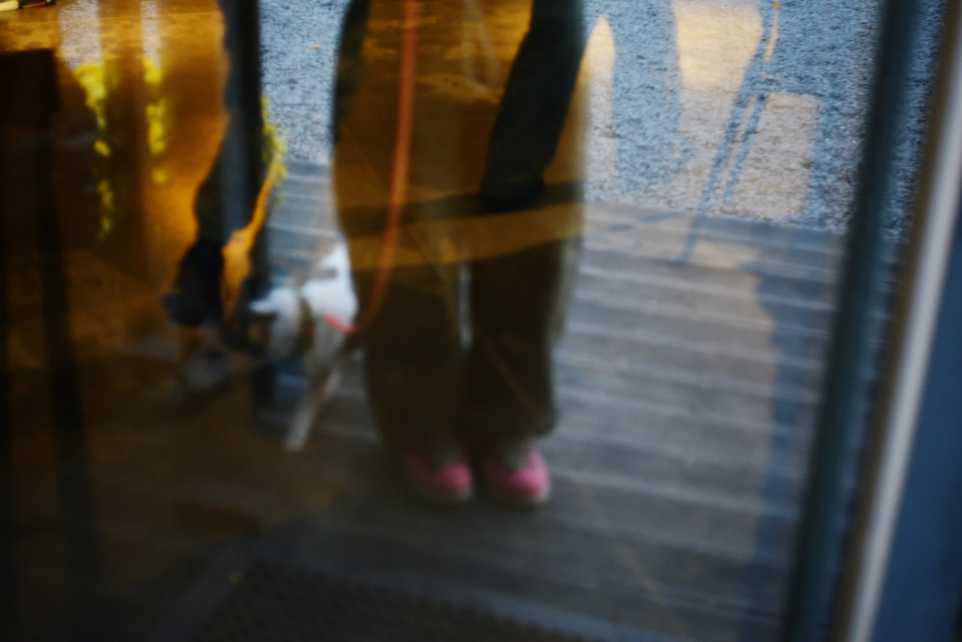 Editorial image for A Season-By-Season Approach To Creating A Predictable Dog Walking Routine